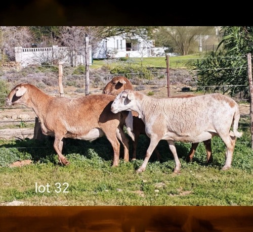 1 X MEATMASTER RECORDED EWE WILGERBOOM MEATMASTERS