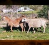 1+1 X MEATMASTER NOT RECORDED EWE WILGERBOOM MEATMASTERS