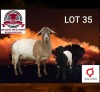 1+1 X MEATMASTER RECORDED EWE KLUYTS LIVESTOCK FARMING (PTY) LTD