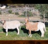 1 X MEATMASTER RECORDED EWE WILGERBOOM MEATMASTERS