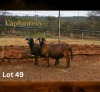 WITHDRAWN - 1 X MEATMASTER NOT RECORDED EWE LAPFONTEIN MEATMASTERS