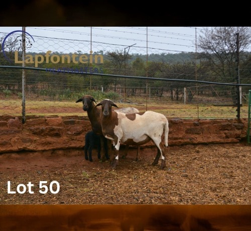1 X MEATMASTER NOT RECORDED EWE LAPFONTEIN MEATMASTERS