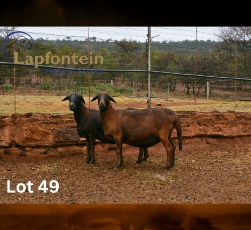 1 X MEATMASTER NOT RECORDED EWE LAPFONTEIN MEATMASTERS