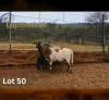 WITHDRAWN - 1 X MEATMASTER NOT RECORDED EWE LAPFONTEIN MEATMASTERS