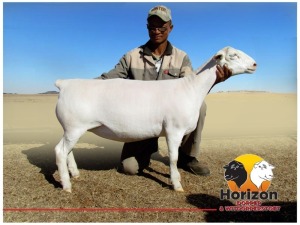 Lot 84 1x WIT DORPER Ooi/Ewe Peet Cilliers Vergesig Witdorper Stoet TIEPE 5