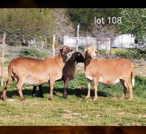 1+1 X MEATMASTER NOT RECORDED EWE WILGERBOOM MEATMASTERS
