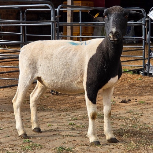1 X DORPERS EWE TIEGERPOORT BOERDERY