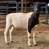 1 X DORPERS EWE TIEGERPOORT BOERDERY