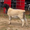 1 X DORPERS EWE TIEGERPOORT BOERDERY