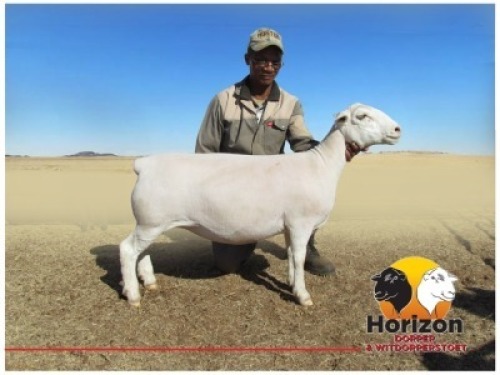 Lot 87 1x WIT DORPER Ooi/Ewe Peet Cilliers Vergesig Witdorper Stoet TIEPE 5