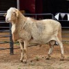 1 X MEATMASTER RAM LIVESTOCK 88 84
