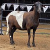 1 X MEATMASTER EWE LIVESTOCK 88 84