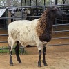 1 X ZULU CROSS EWE LIVESTOCK 88 84