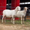2 X MEATMASTER EWE LIVESTOCK 88 84 (Per animal to take the lot)
