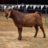 1 X KALAHARI RED BUCK HSM KOTZE
