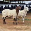 2 X MEATMASTER EWE LIVESTOCK 88 84 (Per animal to take the lot)