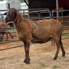 1 X MEATMASTER EWE LIVESTOCK 88 84