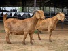 2 X KALAHARI RED DOE HSM KOTZE (Per animal to take the lot)