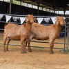 2 X KALAHARI RED DOE HSM KOTZE (Per animal to take the lot)