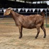 1 X KALAHARI RED DOE HSM KOTZE