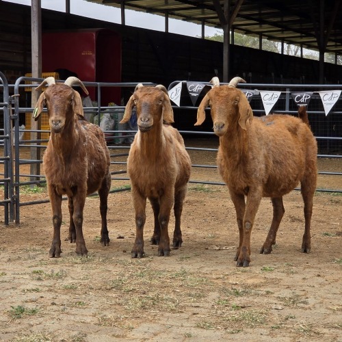 3 X KALAHARI RED DOE HSM KOTZE (Per animal to take the lot)