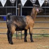1 X KALAHARI RED DOE HSM KOTZE