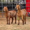 2 X KALAHARI RED DOE HSM KOTZE (Per animal to take the lot)