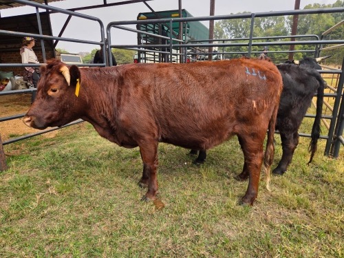 1 X DEXTER CATLE COW MLK LIVESTOCK