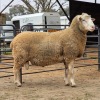 1 X DORMER RAM LABARIE