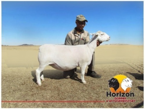 Lot 68 1x WIT DORPER Ooi/Ewe Peet Cilliers Vergesig Witdorper Stoet TIEPE 5