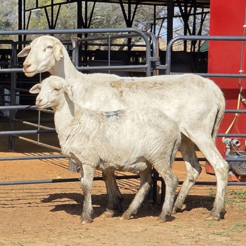 1+1 X MEATMASTER EWE NYA-NAMA