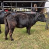 1 X DEXTER CATLE COW MLK LIVESTOCK