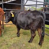 1 X DEXTER CATLE COW MLK LIVESTOCK