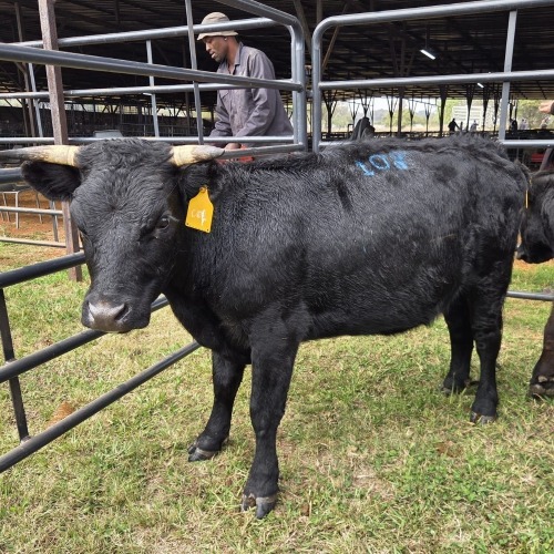 1 X DEXTER CATLE COW MLK LIVESTOCK