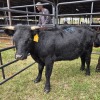 1 X DEXTER CATLE COW MLK LIVESTOCK