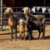 2+2 X MEATMASTER EWE NYA-NAMA (Per animal to take the lot)