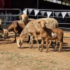 3+3 X MEATMASTER EWE NYA-NAMA (Per animal to take the lot)