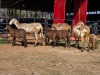 3+4 X MEATMASTER EWE NYA-NAMA (Per animal to take the lot)