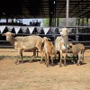 2+3 X MEATMASTER EWE NYA-NAMA (Per animal to take the lot)