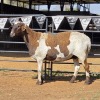 1 X MEATMASTER EWE NYA-NAMA