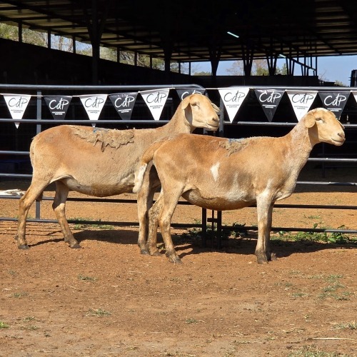 2 X MEATMASTER EWE NYA-NAMA (Per animal to take the lot)