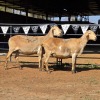 2 X MEATMASTER EWE NYA-NAMA (Per animal to take the lot)