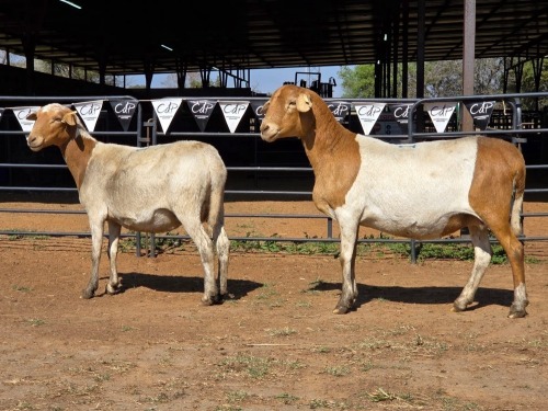 2 X MEATMASTER EWE NYA-NAMA (Per animal to take the lot)