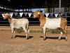 2 X MEATMASTER EWE NYA-NAMA (Per animal to take the lot)