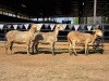 3 X MEATMASTER EWE NYA-NAMA (Per animal to take the lot)