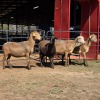 4 X MEATMASTER EWE NYA-NAMA (Per animal to take the lot)
