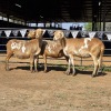 3 X MEATMASTER EWE NYA-NAMA (Per animal to take the lot)