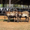 2 X MEATMASTER EWE NYA-NAMA (Per animal to take the lot)