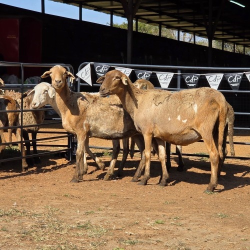 4 X MEATMASTER EWE NYA-NAMA (Per animal to take the lot)