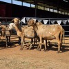 4 X MEATMASTER EWE NYA-NAMA (Per animal to take the lot)